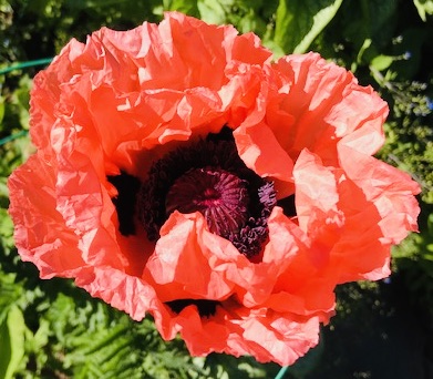 Featured image for “Birth of a Poppy”